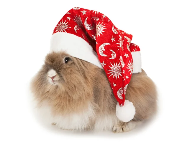 Lionhead rabbit in the New Year hat. — Stock Photo, Image