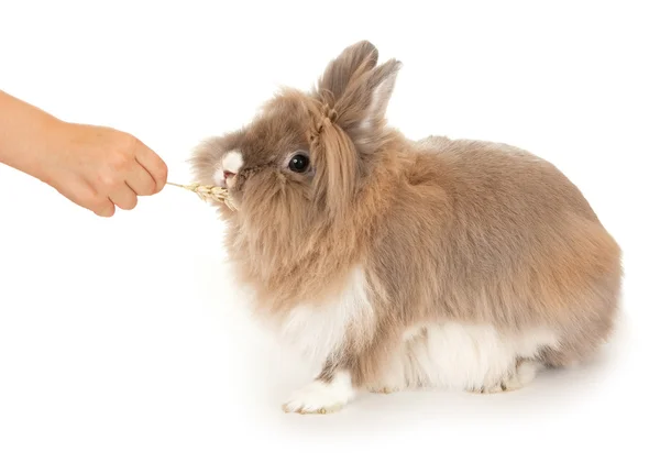 Kanin äter ett öra av vete. — Stockfoto