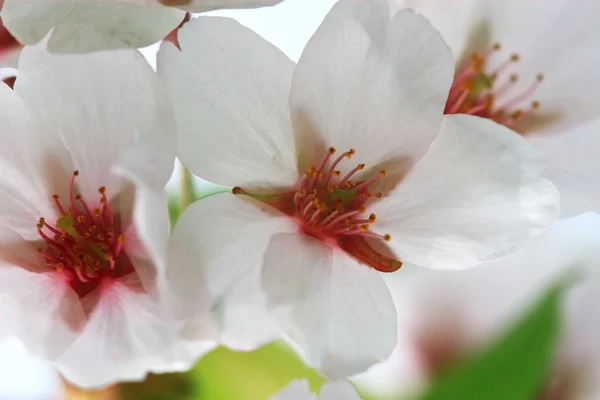 Biały kwiat wiśni ckose-up — Zdjęcie stockowe