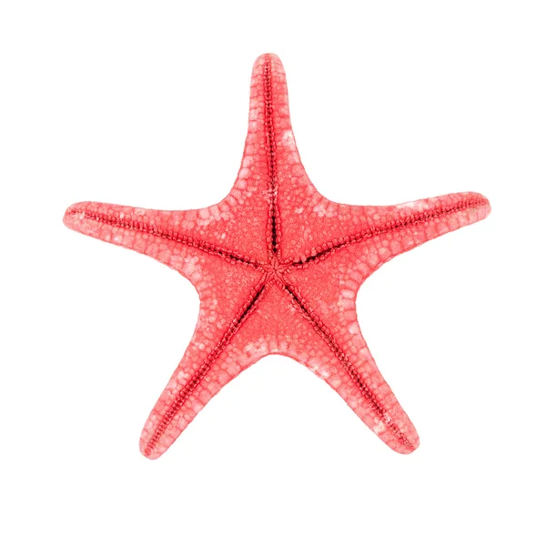 Red starfish — Stock Photo, Image