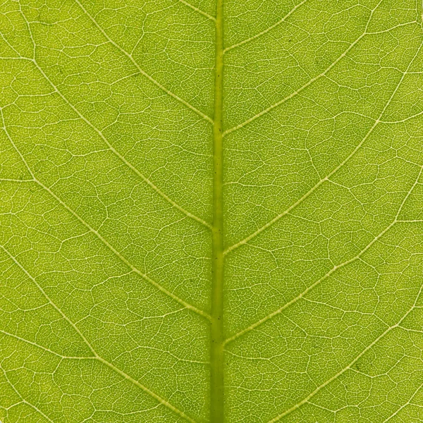 stock image Green leaf texture, closeup