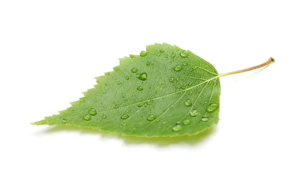 Groen blad met waterdruppels — Stockfoto