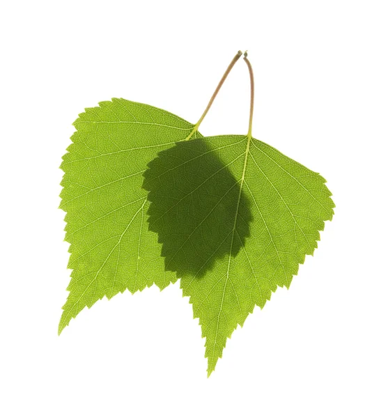 Два зеленых листочка макроса — стоковое фото