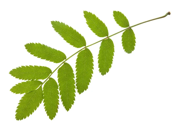Gröna löv makro — Stockfoto