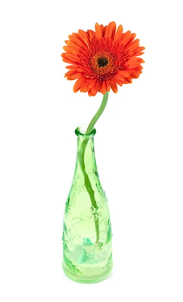 Gerbera flower in green bottle — Stock Photo, Image
