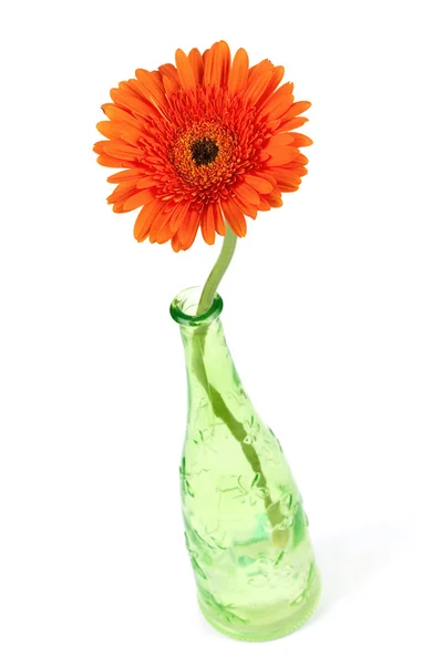 Gerbera kwiat w zielonej butelce — Zdjęcie stockowe