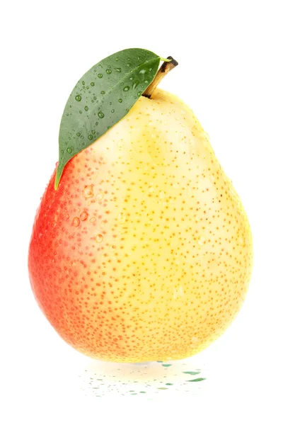 Ett moget röda och gula päron — Stockfoto