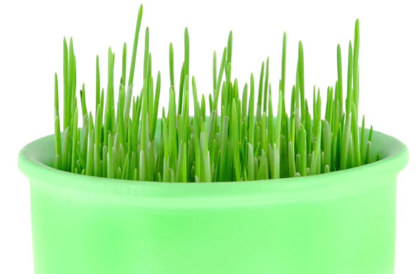Крупный план зеленой овсяной травы — стоковое фото