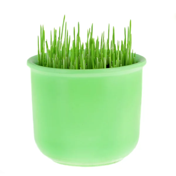 Горшок с зеленой овсяной травой — стоковое фото