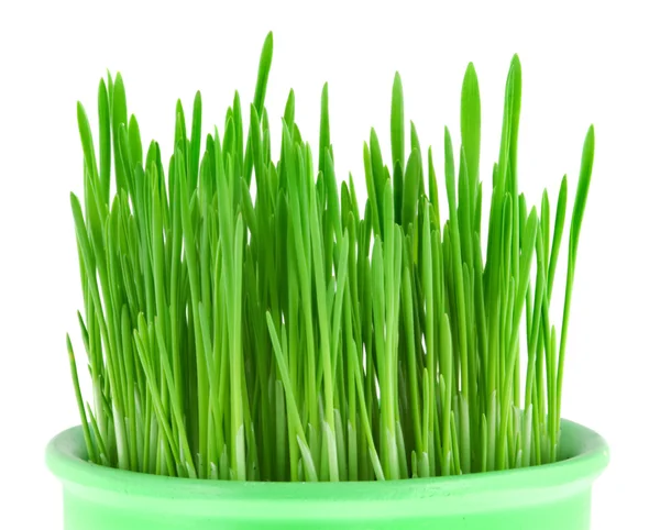 オート麦の緑の草のクローズ アップ — ストック写真