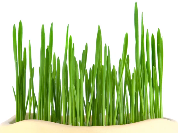 Крупный план зеленой овсяной травы — стоковое фото