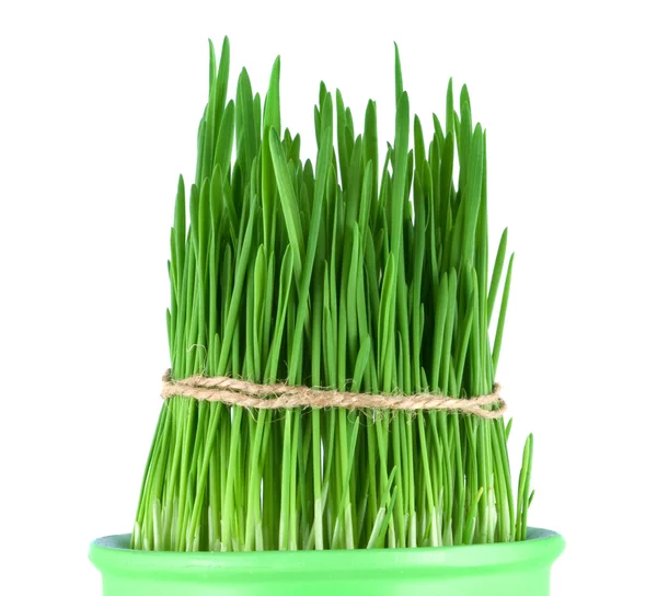 Grama verde em um pote — Fotografia de Stock