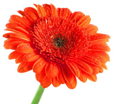 kırmızı gerbera