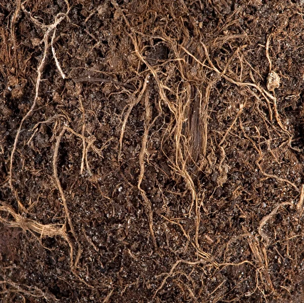 Roots in a soil background — Stock Photo, Image