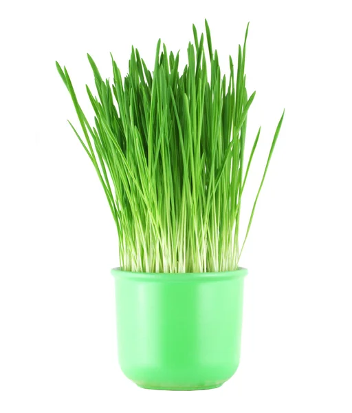 Zbliżenie zielony owies trawy w doniczce — Zdjęcie stockowe