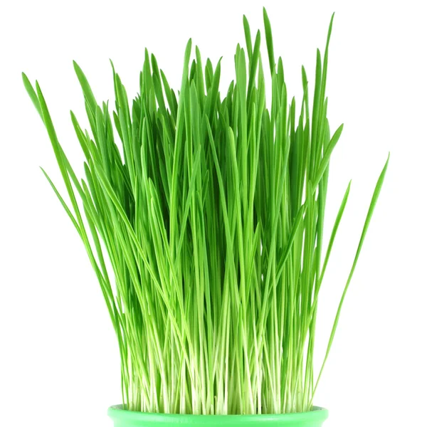 Detail zelené trávy ovsa v hrnci — Stock fotografie