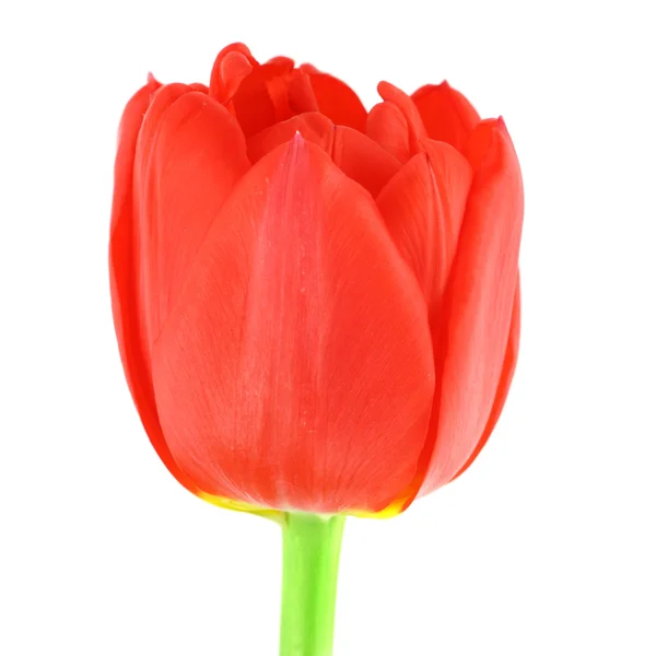 Red tulip isolated on white — Stock Photo, Image