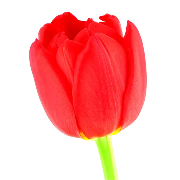 Czerwony tulipan izolowany na białym — Zdjęcie stockowe