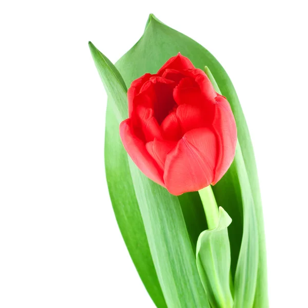 Red tulip isolated on white — Stock Photo, Image
