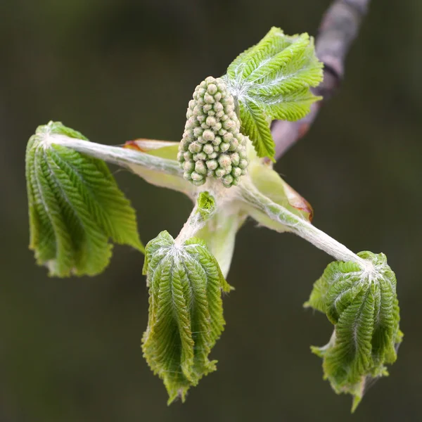 Chestnut buds and leaves — Stock Photo, Image