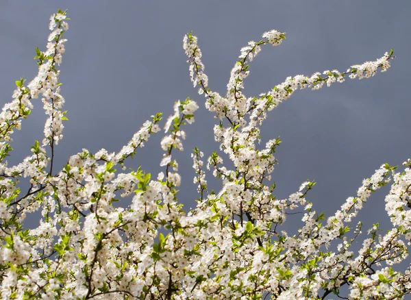Tavasszal virágzó cseresznye ág — Stock Fotó