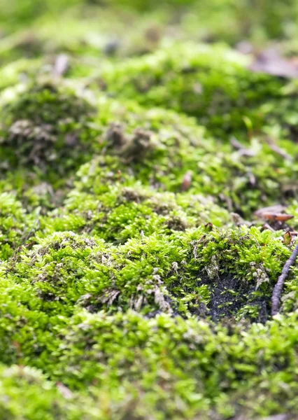 Зеленый мох крупный план — стоковое фото