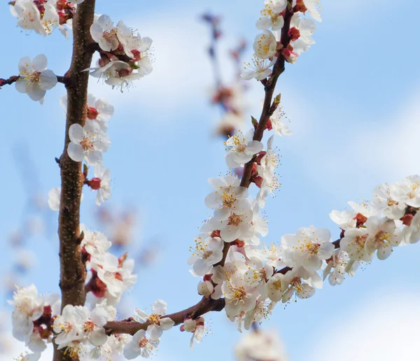 Primavera florescendo ramo de cereja — Fotografia de Stock