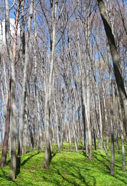 Bela floresta primavera — Fotografia de Stock