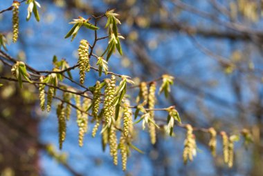 Tree branch with young leaves clipart