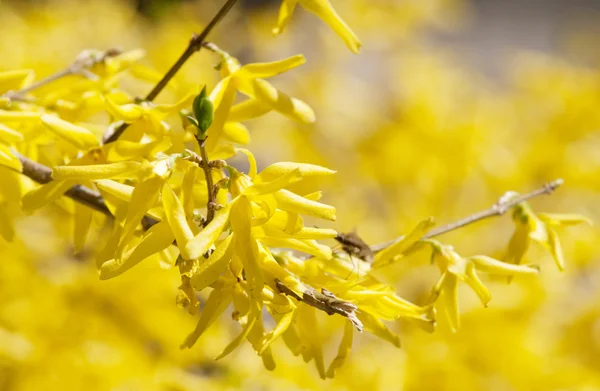 개나리의 노란색 꽃 — 스톡 사진