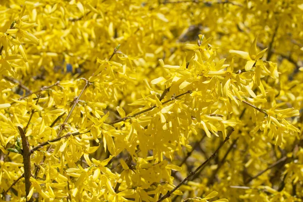 Yellow blossoms of forsythia bush — Stock Photo, Image