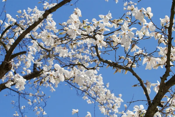 Άνοιξη ανθίζοντας δέντρο magnolia — Φωτογραφία Αρχείου