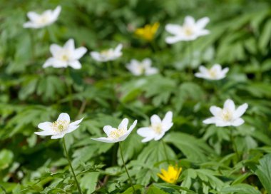 Ahşap anemone (Anemone nemorosa veya windflower)