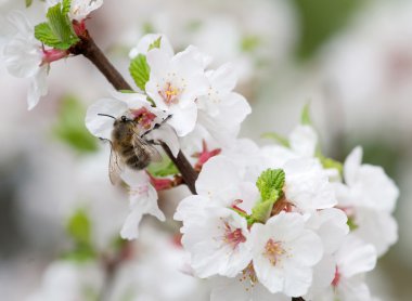 abeja sobre una flor de cerezo