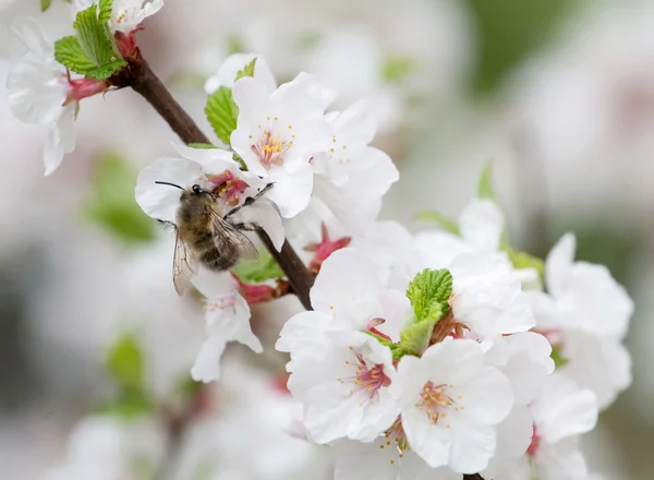 stock image Bee on a cherry blooming flower