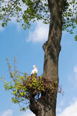 Stork in the nest clipart