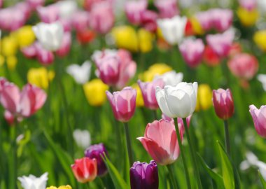 Colorful blooming tulips clipart