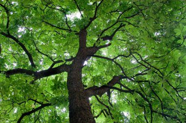 Looking up at a beautiful green colored tree clipart