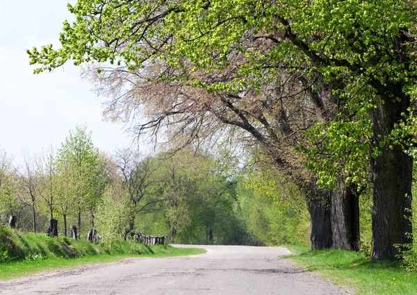 Belas árvores verdes ao longo da estrada — Fotografia de Stock