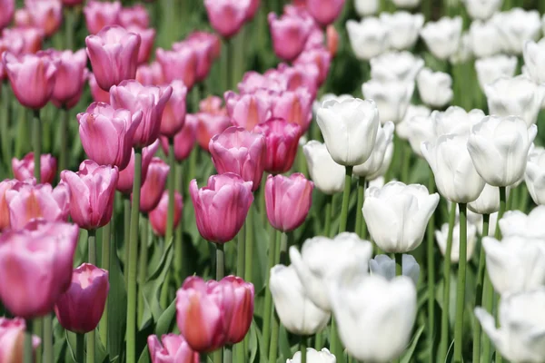 stock image White and pink blooming tulips