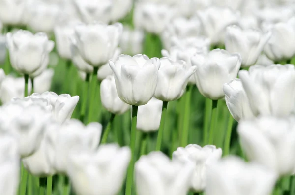 stock image White blooming tulips