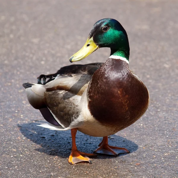 stock image Beautiful colorful duck