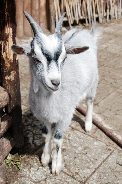 Маленькая коза — стоковое фото