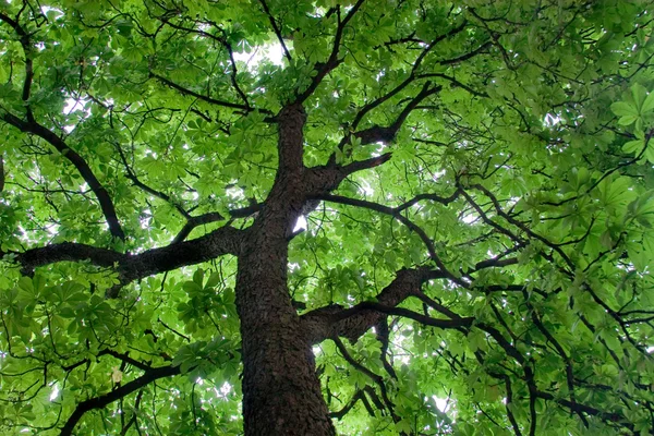 Κοιτάζοντας ένα όμορφο πράσινο χρωματισμένο δέντρο — Φωτογραφία Αρχείου