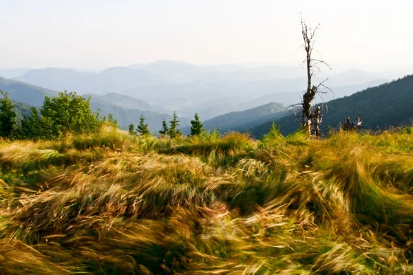 Blurred grass blowing in the wind — Stock Photo, Image