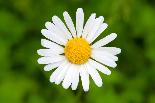 Close up of chamomile flower — Stock Photo, Image