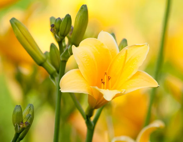 Hermosa hemerocallis, flor amarilla —  Fotos de Stock