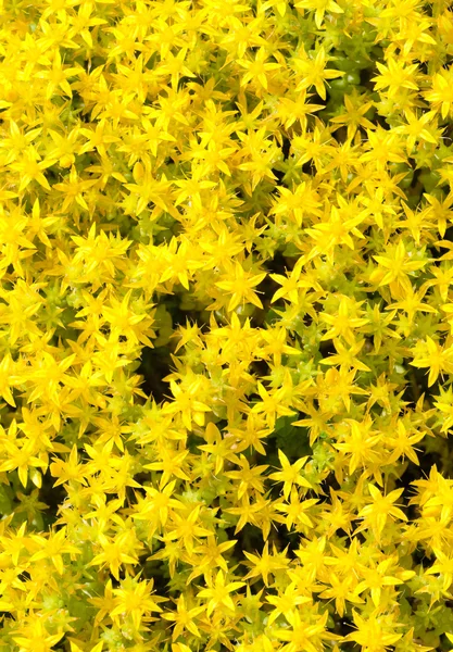 Фон з маленьких жовтих квітів — стокове фото