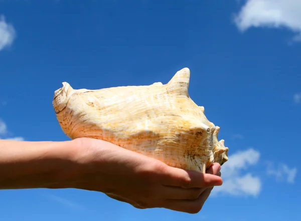 Hand with a seashell against blue sky — Stock Photo, Image