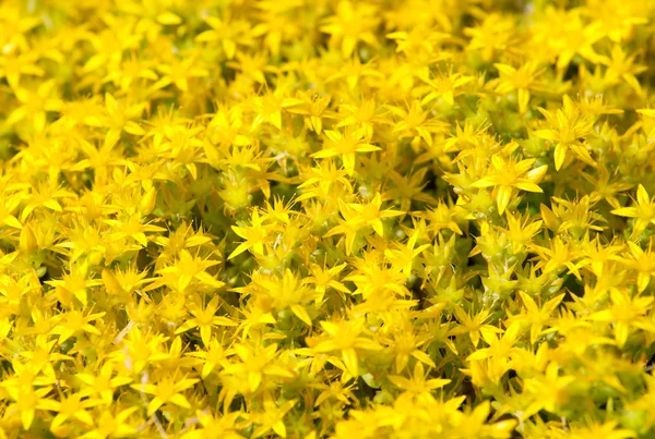Маленькие желтые цветы фон — стоковое фото